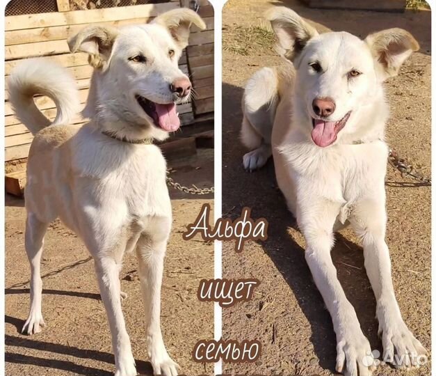 Собака в добрые руки