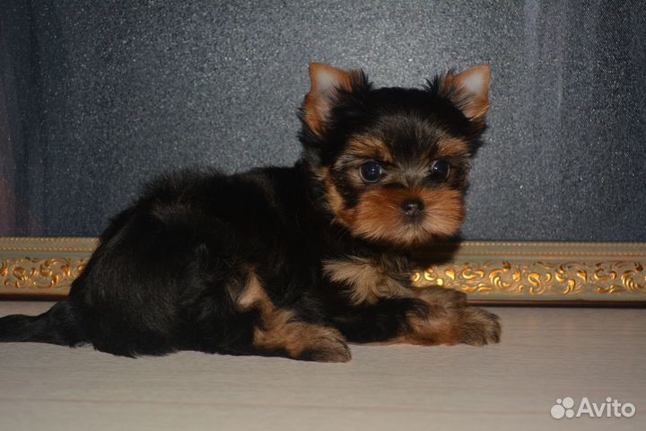 Кнопочка- мини девочка (бронь)