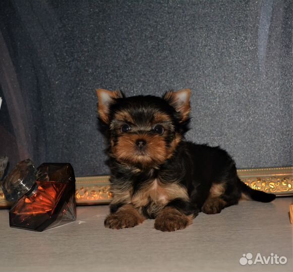 Кнопочка- мини девочка (бронь)