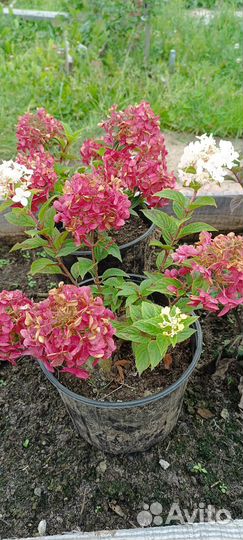 Гортензия метельчатая 