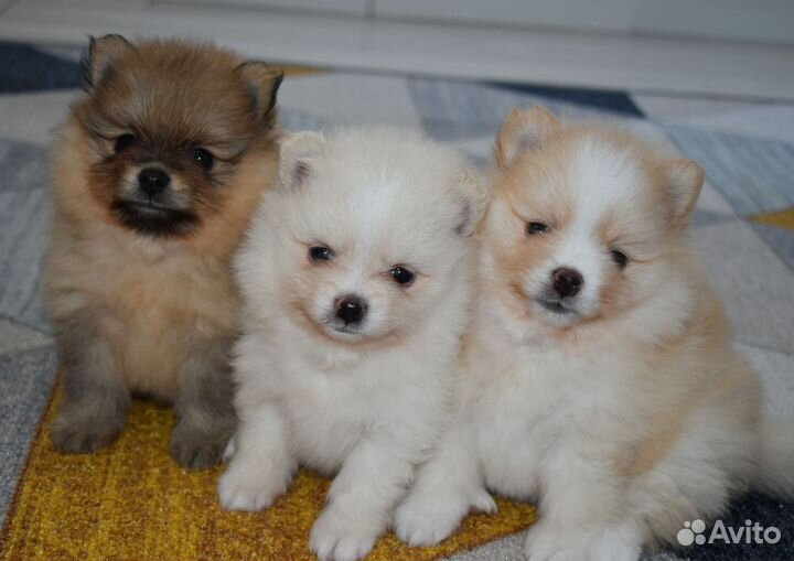 Щенки шпица