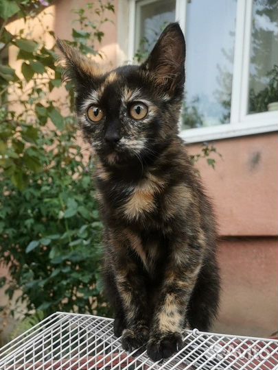 Кошечка в добрые руки