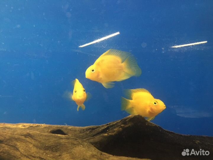 Аквариумные рыбки (большой ассортимент)