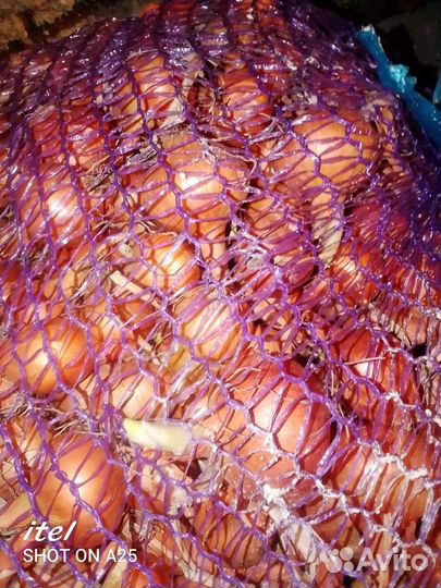 Лук выборка