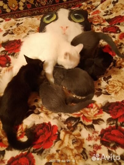 Котята в добрые руки