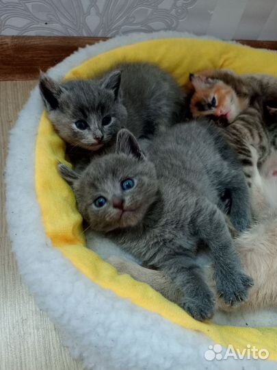 Шотландские котята