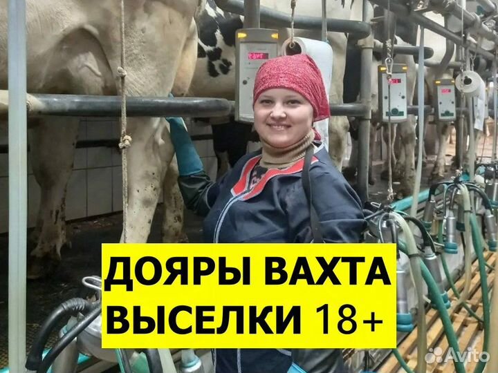 Дояр вахта Выселки 18+