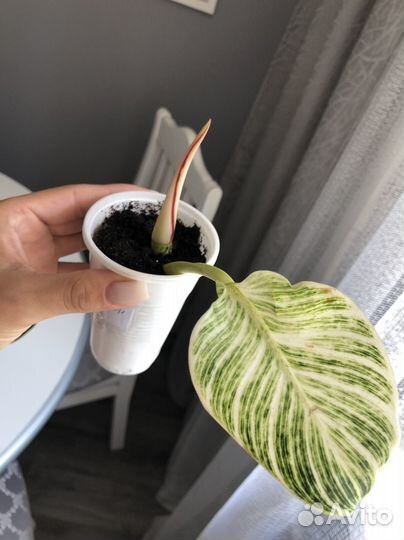 Филодендрон Биркин вайт