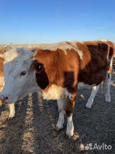 Обменяю быка на мотоцикл Racer Tourist