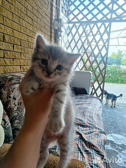 Домашние животные котята