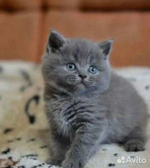 Шотландские котята
