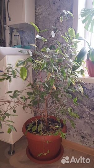 Фикус бенджамина