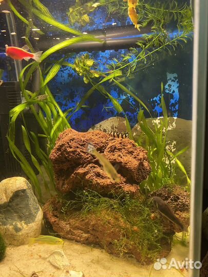 Аквариум