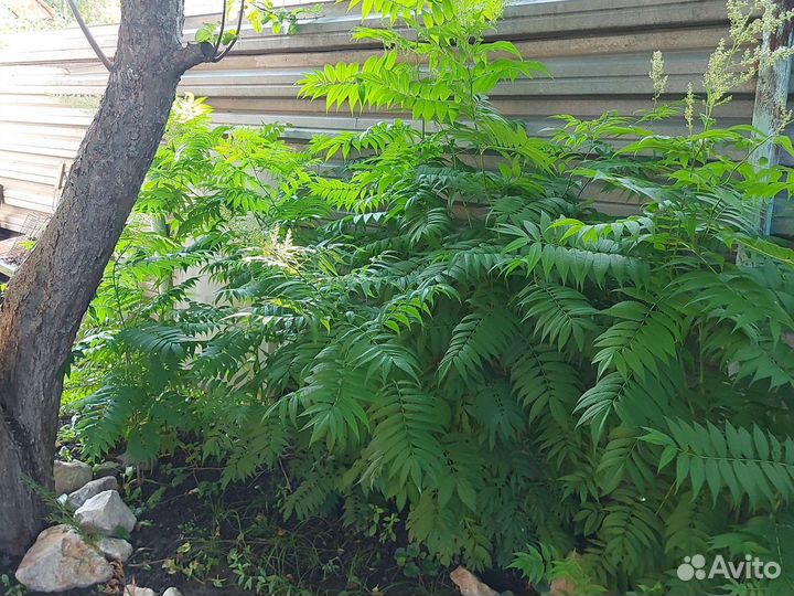 Папоротник садовый