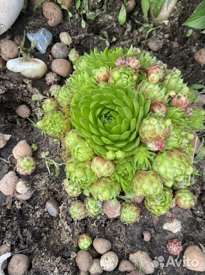 Молодило каменная роза