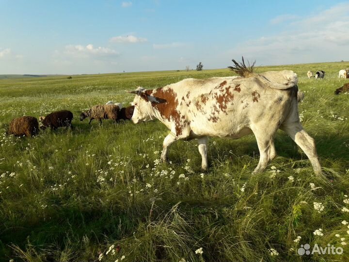 Коровы 150 руб/кг
