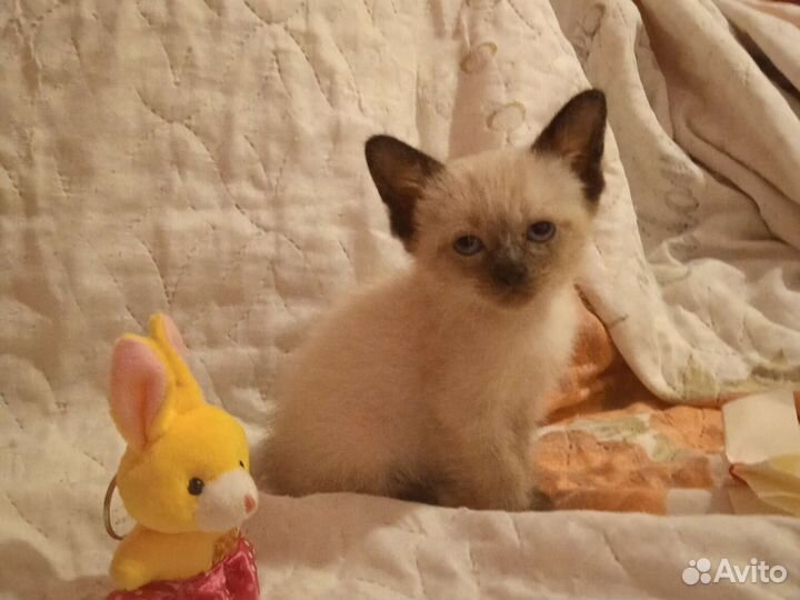 Кошка