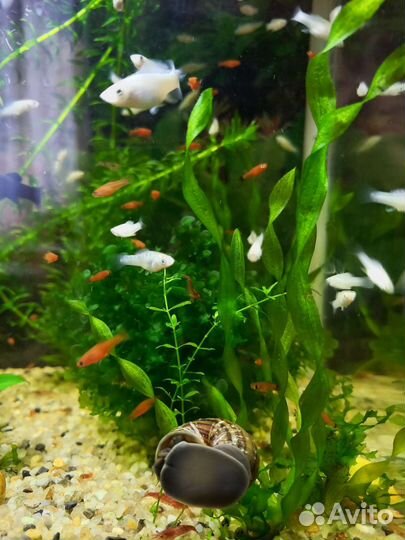 Мальки и подростки меченосцев