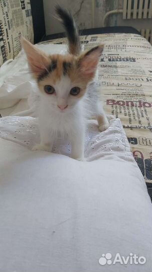 Милые кошечки в добрые руки