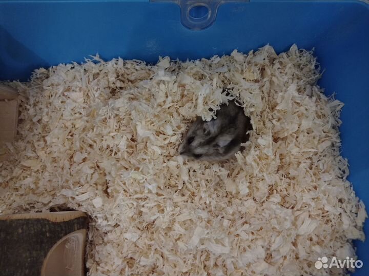 Джунгарский хомяк с клеткой