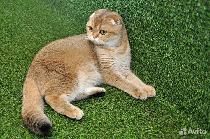 Шотландская золотая вислоухая кошечка ny25
