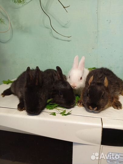 Декоративные кролики