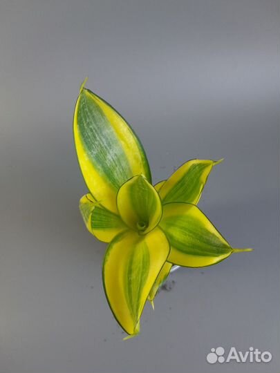 Сансевиерии сортовые