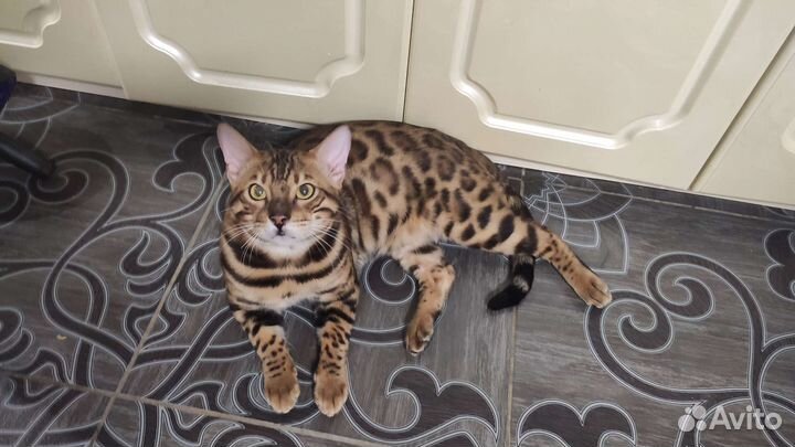 Бенгальский кот вязка