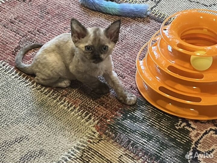 Котята девон-рекс