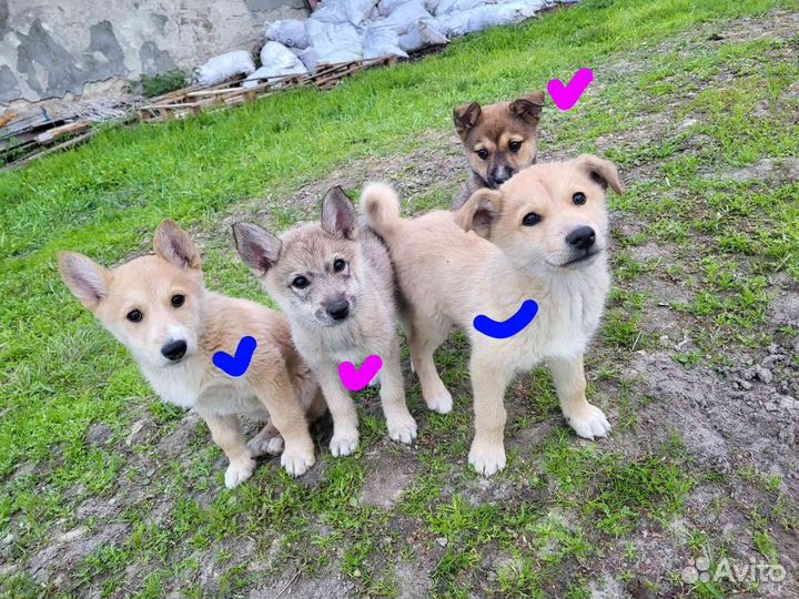 Щенки