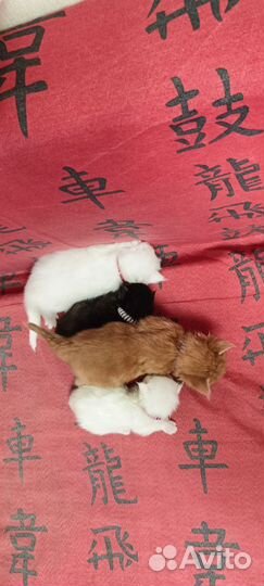 Котята мейн-кун