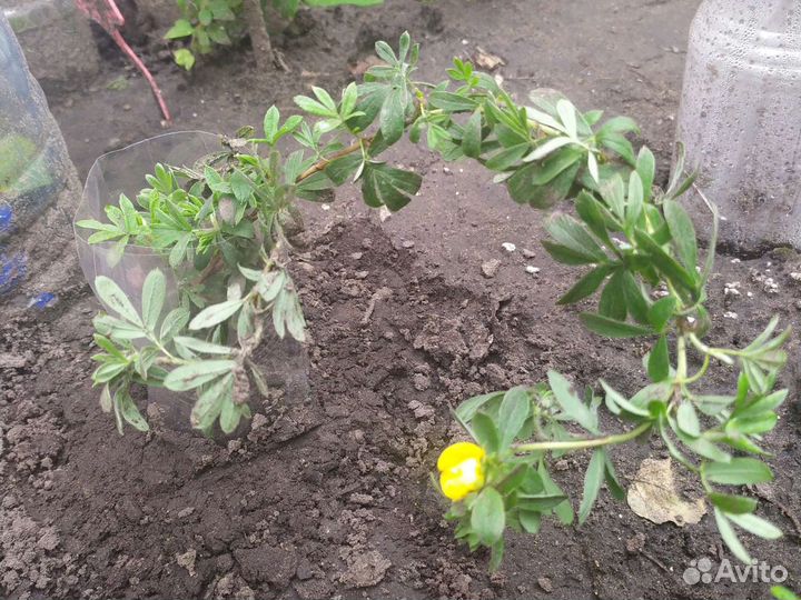 Лапчатка кустарниковая жёлтая