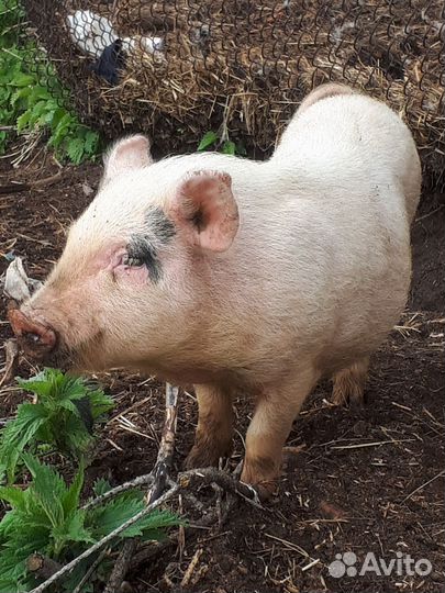 Вьетнамские поросята и козы