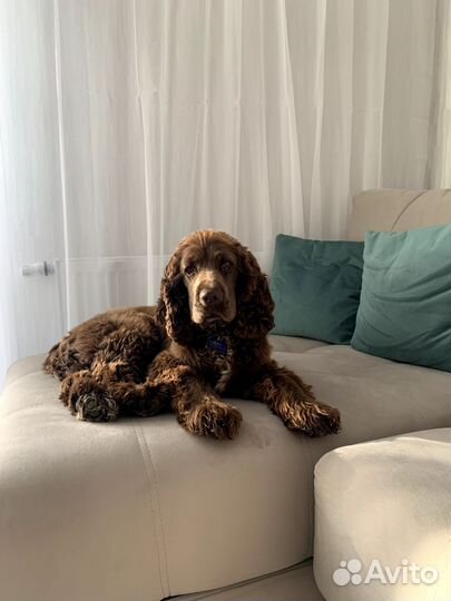 Кокер спаниель