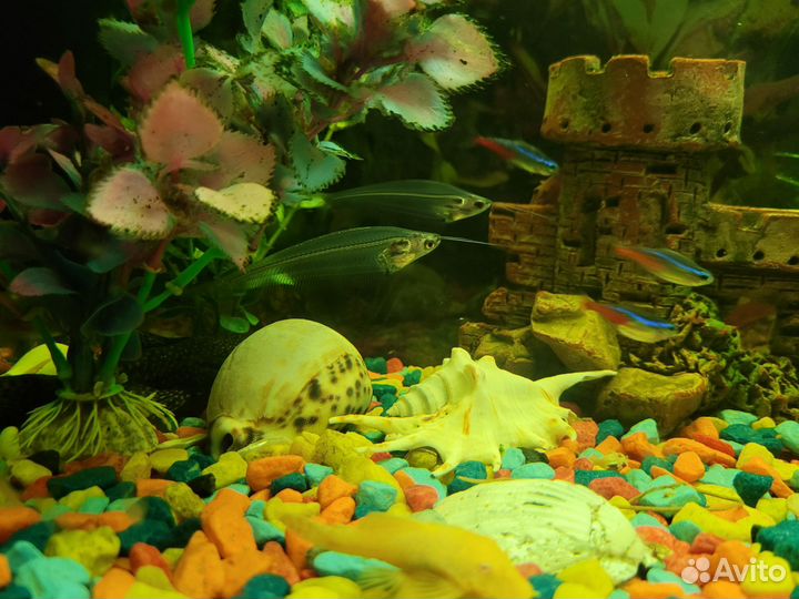 Аквариум + комплект оборудования и его жители