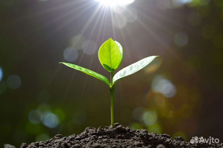 Сбор трав при атопическом дерматите