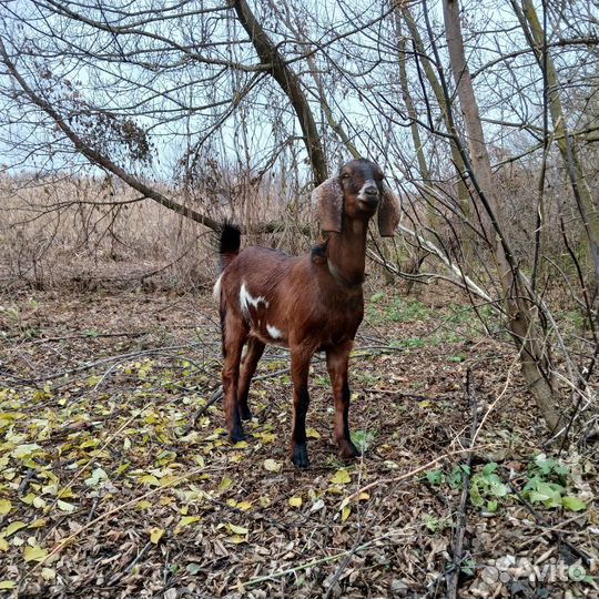 Нубийские козы