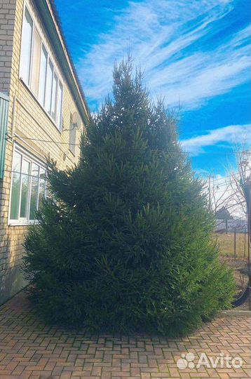 Елка новогодняя живая