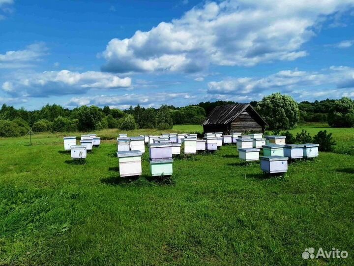 Ульи с пчелами