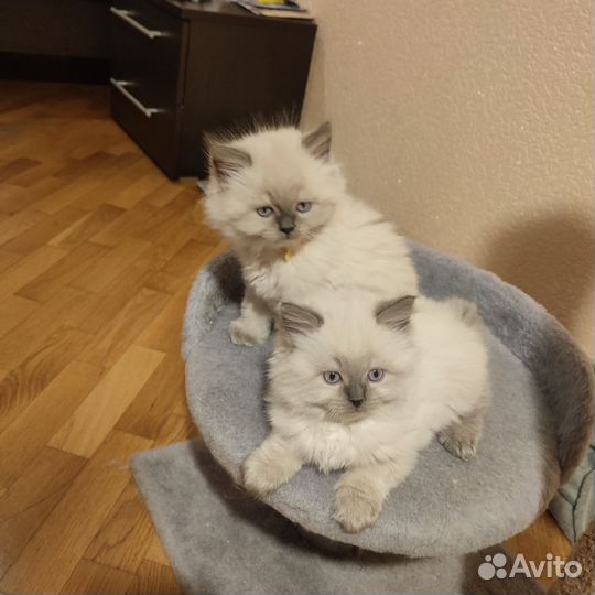 Невская маскарадная