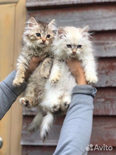 Сибирские котята
