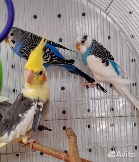 Корелла и волнистый попугай