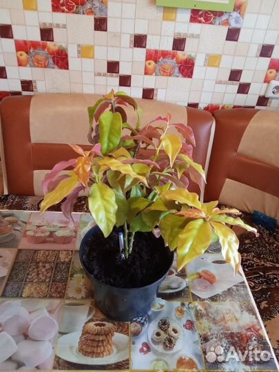 Комнатные цветы