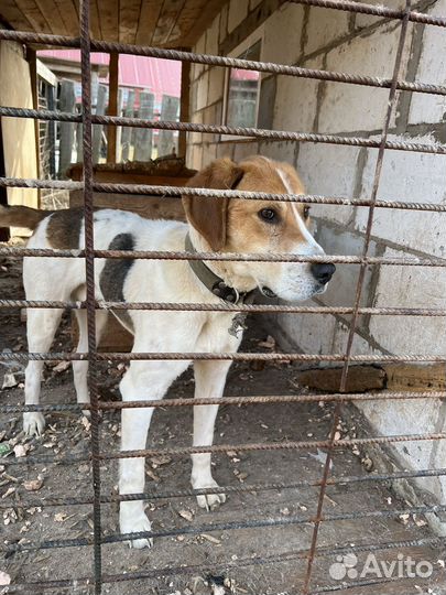 Собака русская пегая гончая