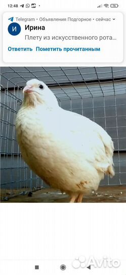 Перепела продажа