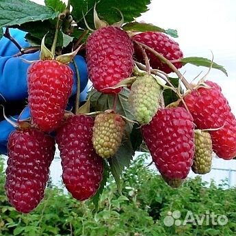 Продам саженцы малины