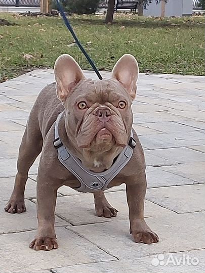 Французский бульдог изабелла вязка