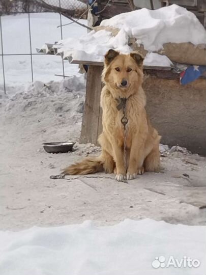 Отдам собаку, мастиф, лайка, разные