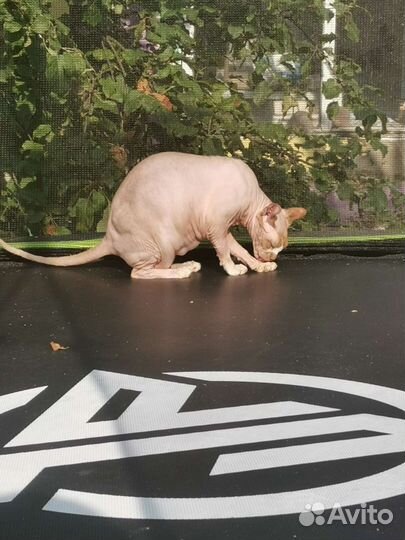 Канадский сфинкс эльф