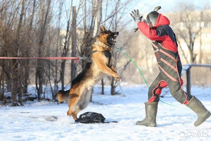 Немецкая овчарка